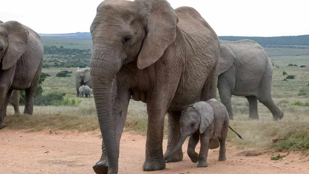 Addo Elephant National Parkta yürüyen fil ailesi
