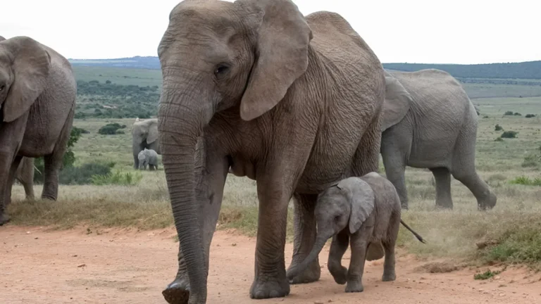 Addo Elephant National Parkta yürüyen fil ailesi