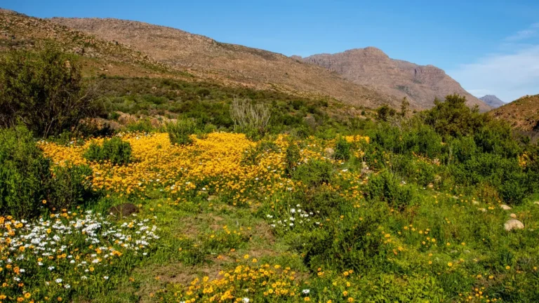 Clanwilliam yakınında Cederberg dağları önünde mevsimlik yabani çiçekler