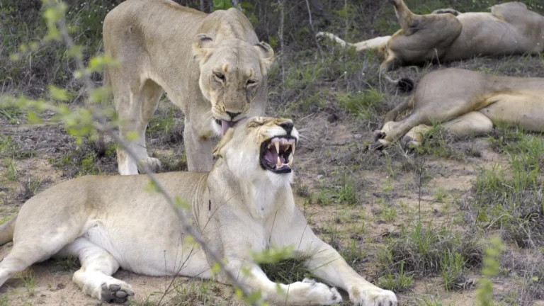 Kruger National Parkta aslanları gösteren gerçek safari fotoğrafı