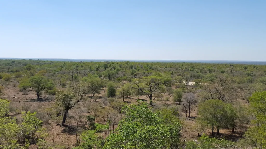 Kruger National Parkın geniş savan görünümü