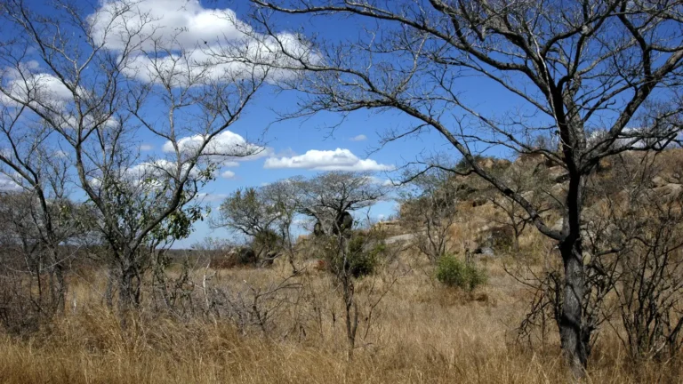 Kruger National Parkın kuru savan peyzajı